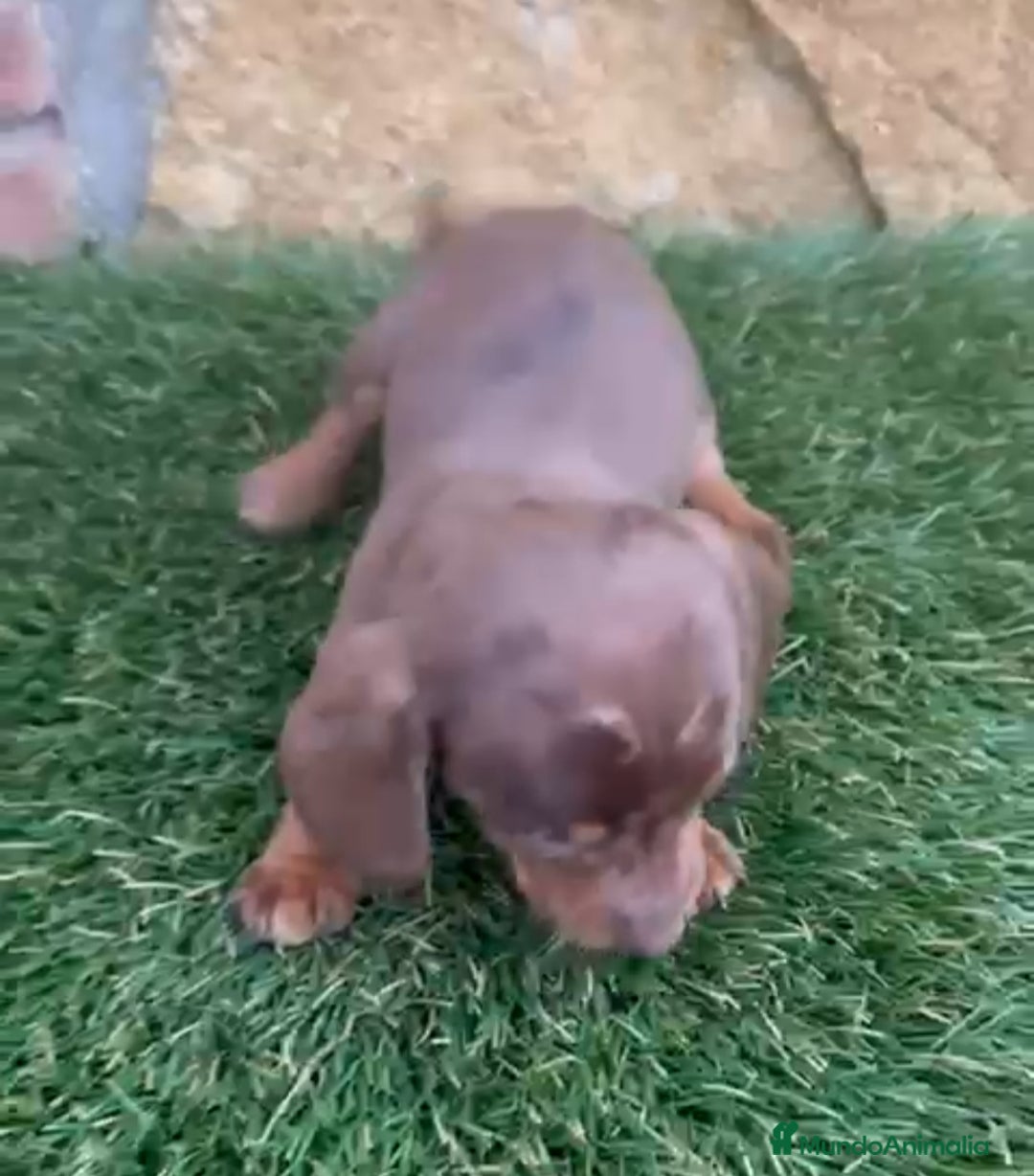 Teckel perros en venta: Teckel Mini - Anuncio 8