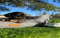 Teckel Miniatura perros en venta: INCREIBLES TECKEL NEGRO FUEGO - Imagen 1