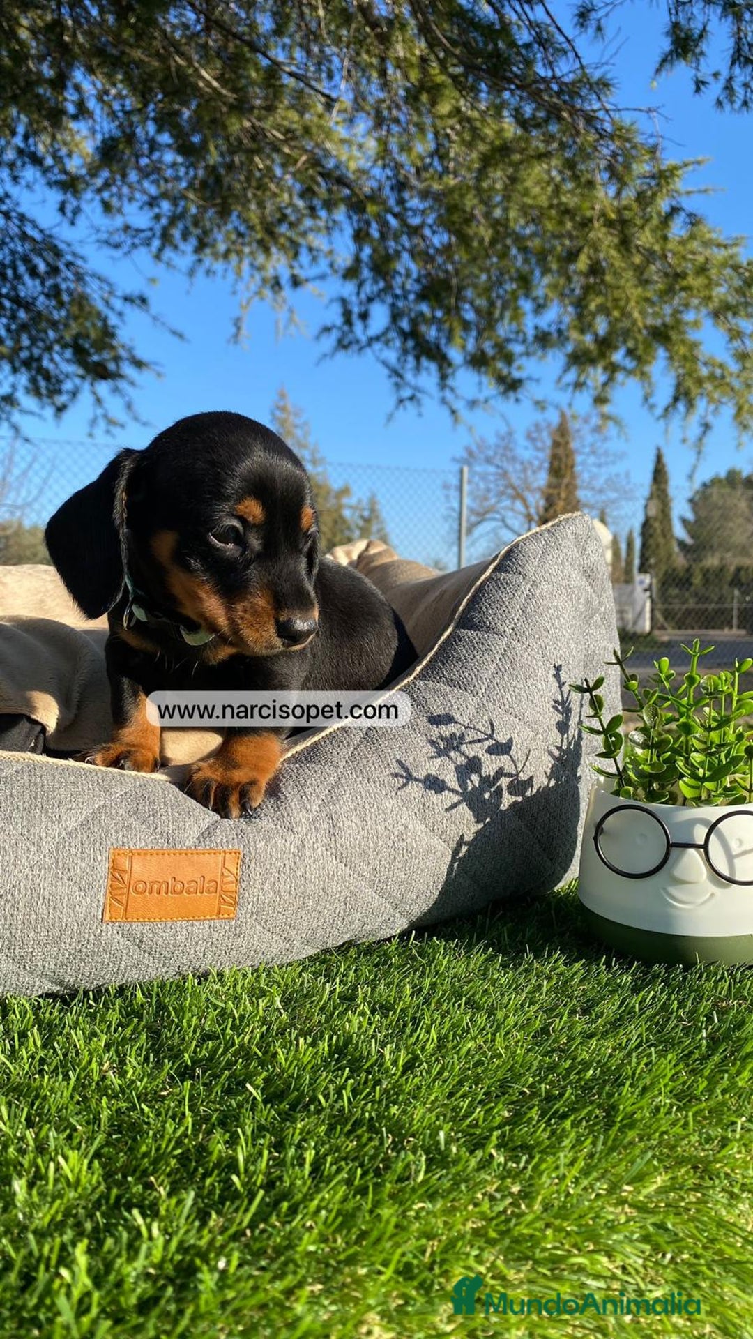 Teckel Miniatura perros en venta: INCREIBLES TECKEL NEGRO FUEGO - Imagen 1