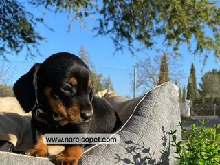 Teckel Miniatura perros INCREIBLES TECKEL NEGRO FUEGO - Anuncio 14