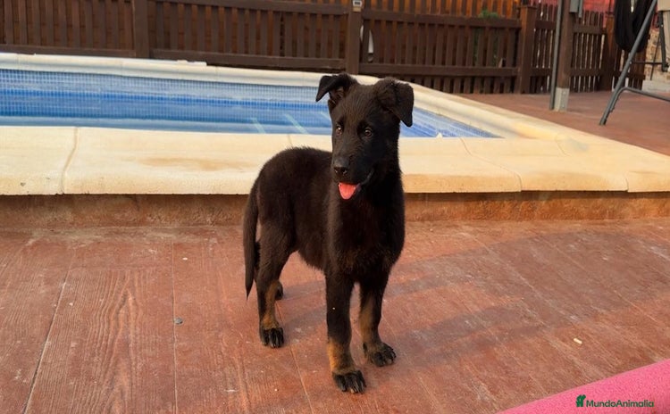 Pastor Alemán perros - Anuncio 1