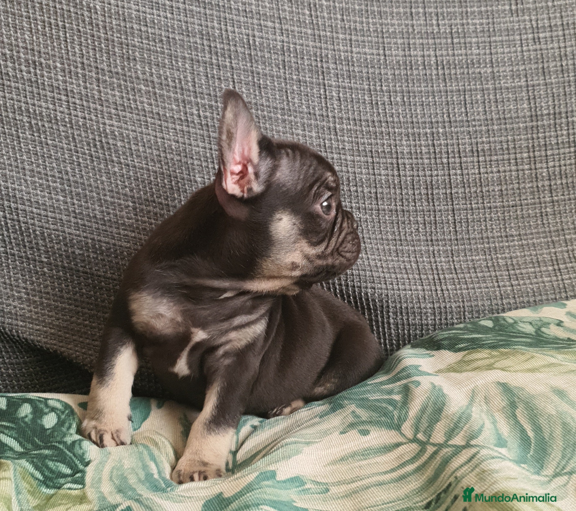 Bulldog Francés perros Cachorro de Bulldog Frances  - Anuncio 2