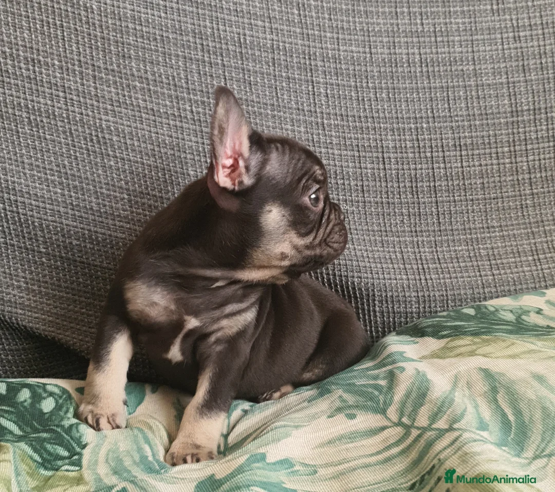 Bulldog Francés perros en venta: Cachorro de Bulldog Frances  - Anuncio 2