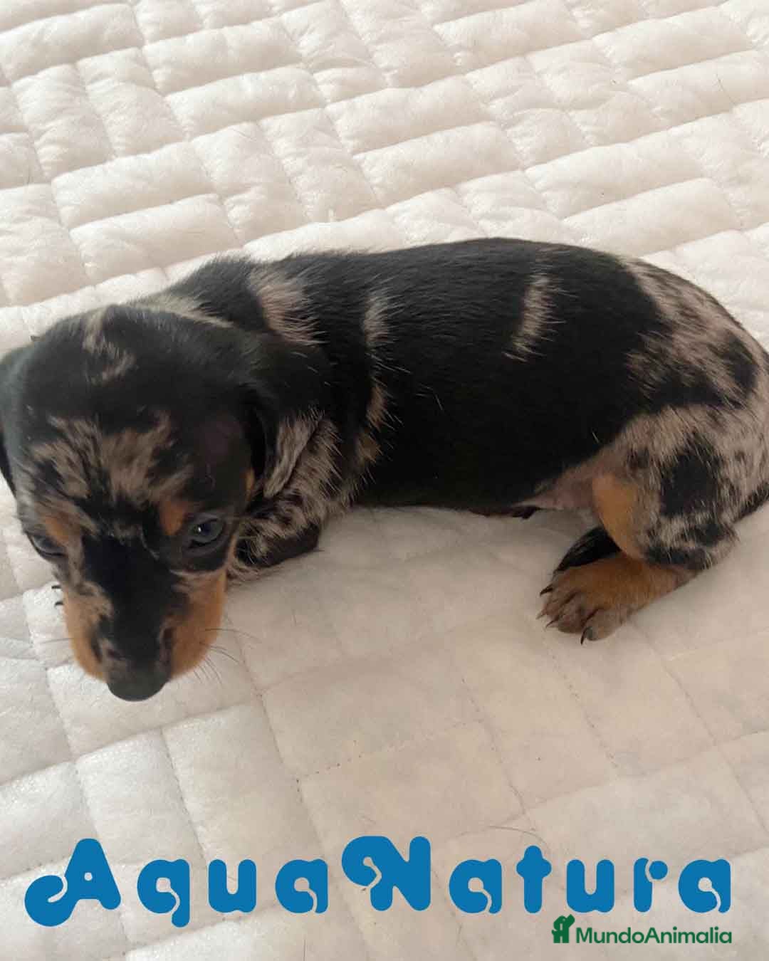 Teckel perros  Teckel Hembra 6258 - AQUANATURA en Barcelona - Anuncio 2