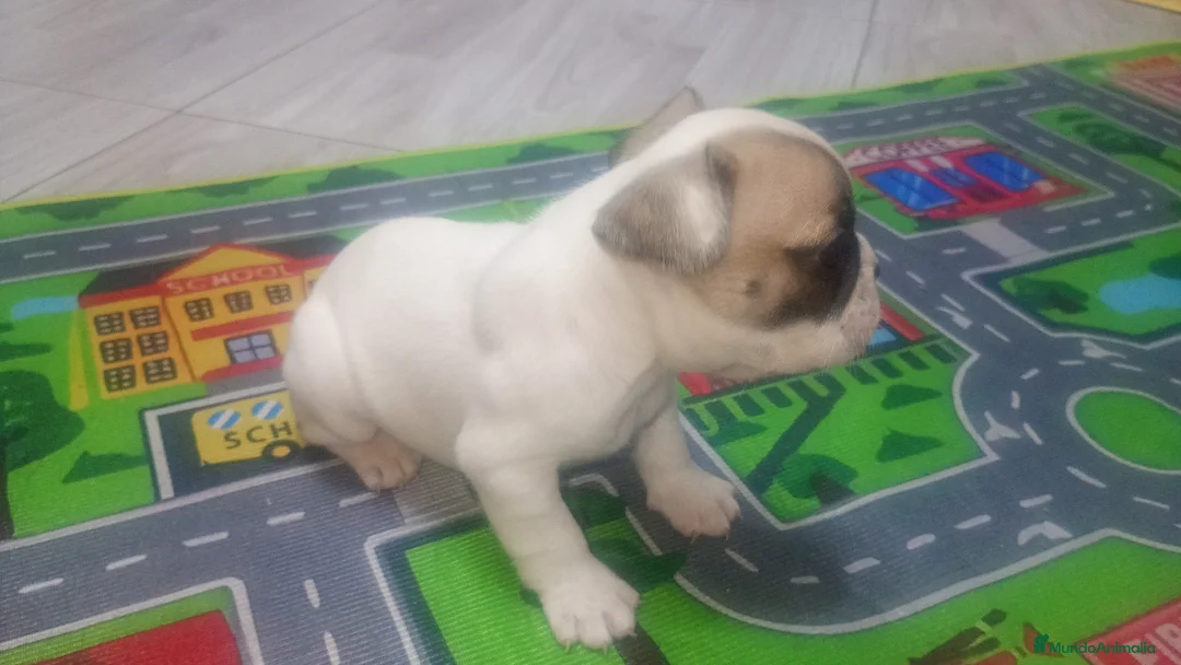 Bulldog Francés perros en venta: Bulldog francés  - Anuncio 4