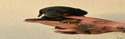 Teckel Miniatura perros en venta: KECKEL MINI HEMBRA  - Anuncio 4