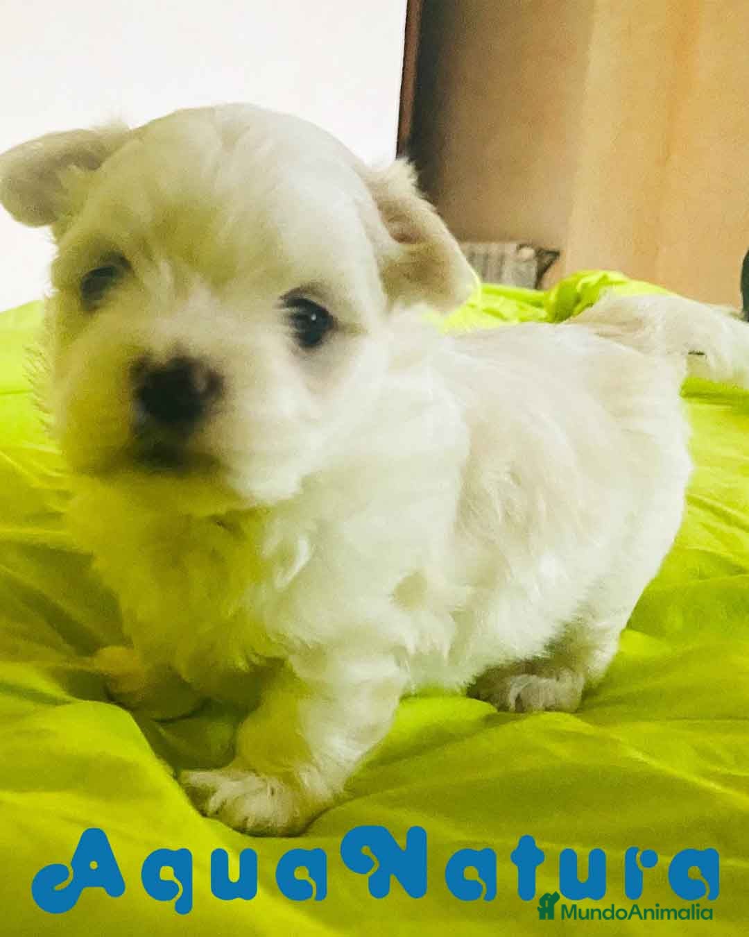 Bichón Habanero perros Bichon Habanero Macho 3969 - AQUANATURA en Barcelona - Anuncio 11