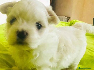 Bichón Habanero perros en Barcelona - Anuncio 15