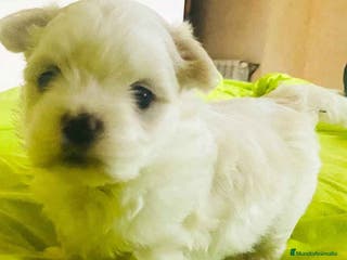 Bichón Habanero perros Bichon Habanero Macho 3969 - AQUANATURA en Barcelona - Anuncio 19