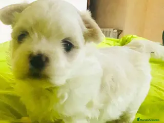 Bichón Habanero perros Bichon Habanero Macho 3969 - AQUANATURA en Barcelona - Anuncio 10