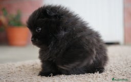 Pomerania perros en venta:  ⸻  🐾 Roscón, Prodigy y Python – Pomeranias 🐾 - Imagen 5
