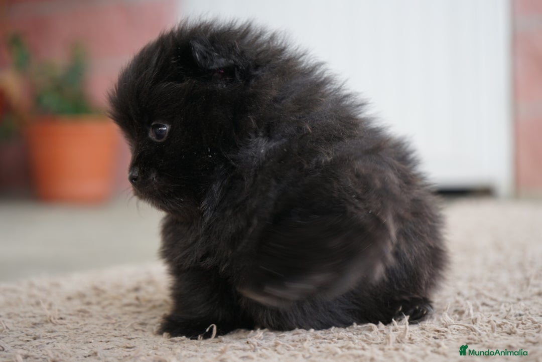 Pomerania perros en venta:  ⸻  🐾 Roscón, Prodigy y Python – Pomeranias 🐾 - Imagen 5
