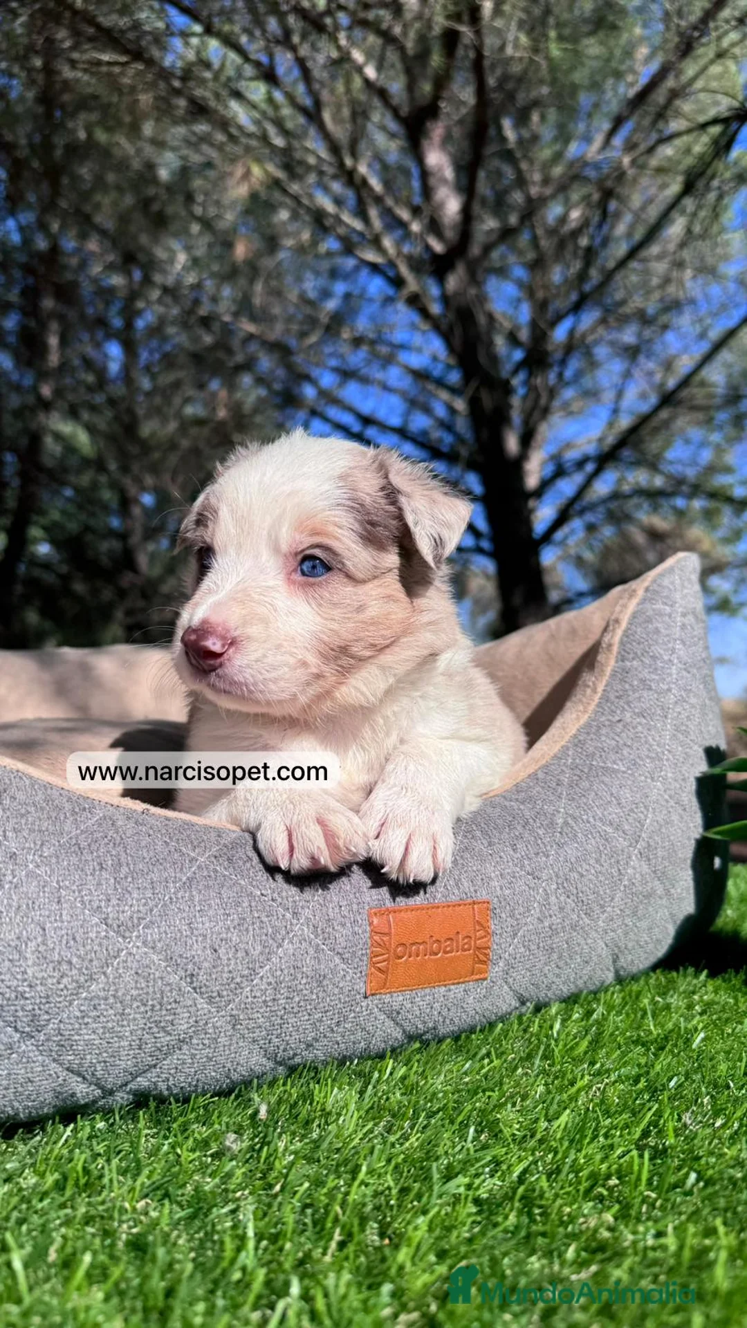 Border Collie perros en venta: VENTA DE BORDER COLLIE RED MERLE en Asturias - Anuncio 3