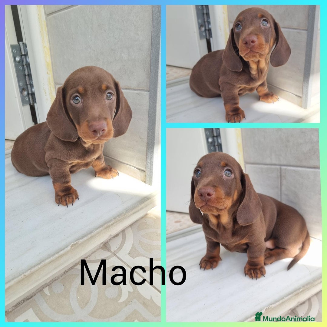 Teckel Miniatura perros en venta: Teckels miniatura y kaninchen  - Imagen 2