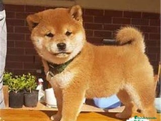 Shiba Inu perros - Anuncio 19
