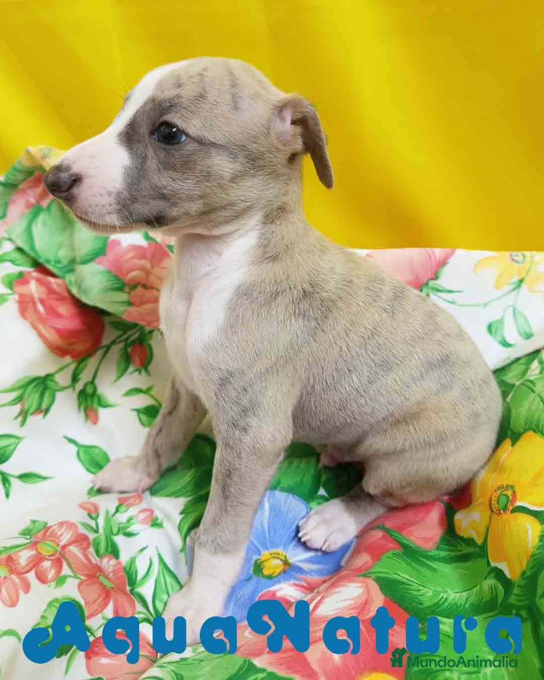 Pequeño Lebrel Italiano perros Lebrel Italiano Macho 4291 AQUANATURA - Anuncio 2