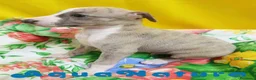 Pequeño Lebrel Italiano perros en venta: Lebrel Italiano Macho 4291 AQUANATURA - Anuncio 2