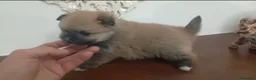 Pomerania perros en venta: Hembra Pomerania  - Anuncio 1
