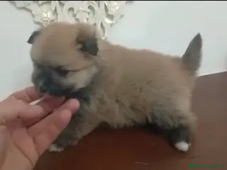 Pomerania perros Hembra Pomerania - Anuncio 2