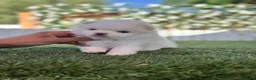 Pomerania perros en venta: POMERANIA - Anuncio 17