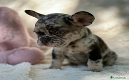 Bulldog Francés perros en venta: BULLDOG FRANCÉS MERLE OJOS AZULES - Imagen 1