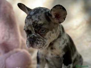 Bulldog Francés perros BULLDOG FRANCÉS MERLE OJOS AZULES - Anuncio 7