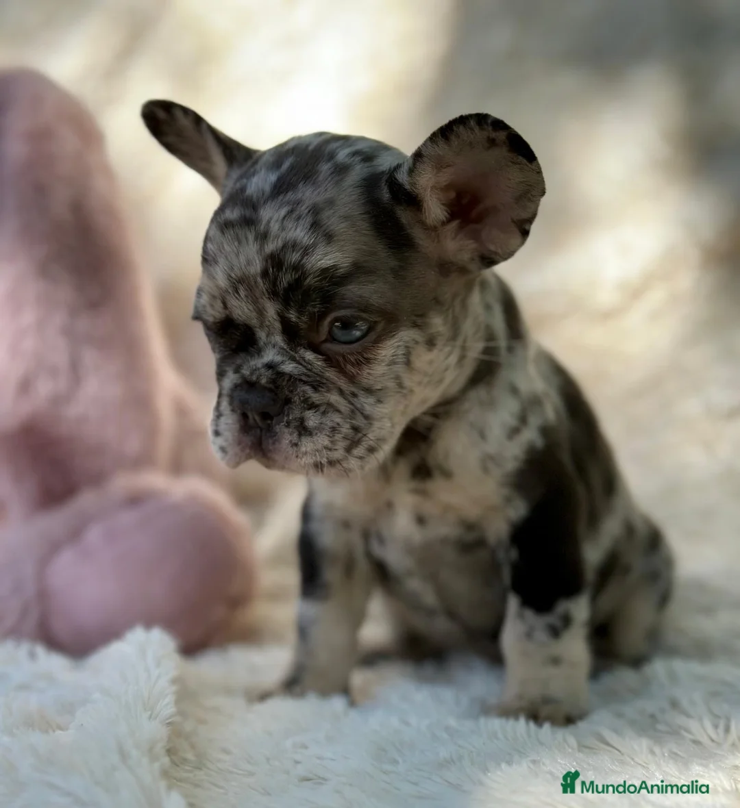 Bulldog Francés perros en venta: BULLDOG FRANCÉS MERLE OJOS AZULES - Anuncio 1