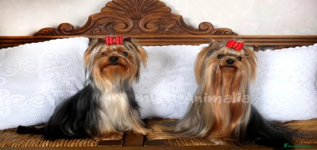 Imagen de galería {{count}}