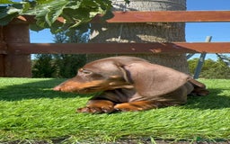 Teckel perros en venta: TECKEL MINIATURA HEMBRA - Imagen 22