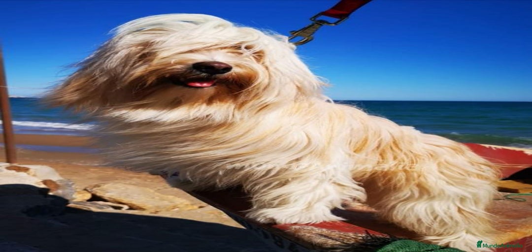 Imagen de galería {{count}}