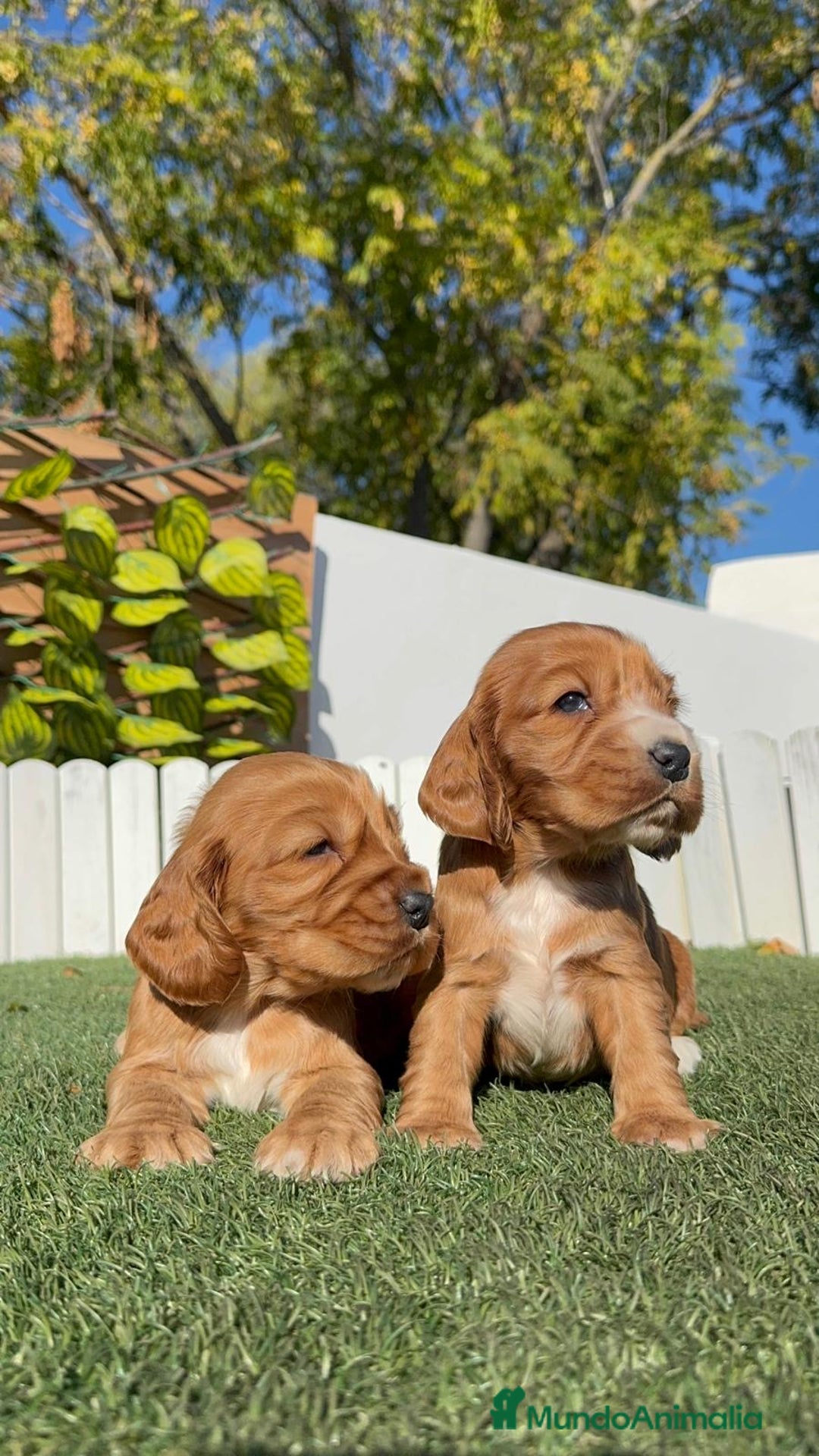 Cocker Spaniel Inglés perros en venta: COCKER SPANIEL INGLES - Anuncio 3