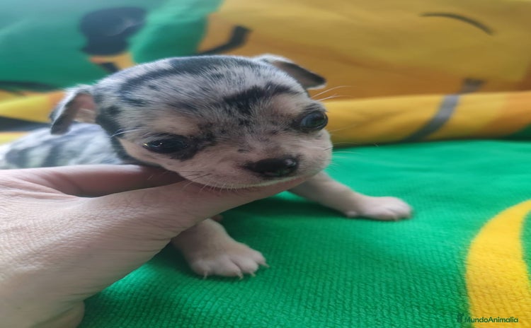 Chihuahua perros - Anuncio 5