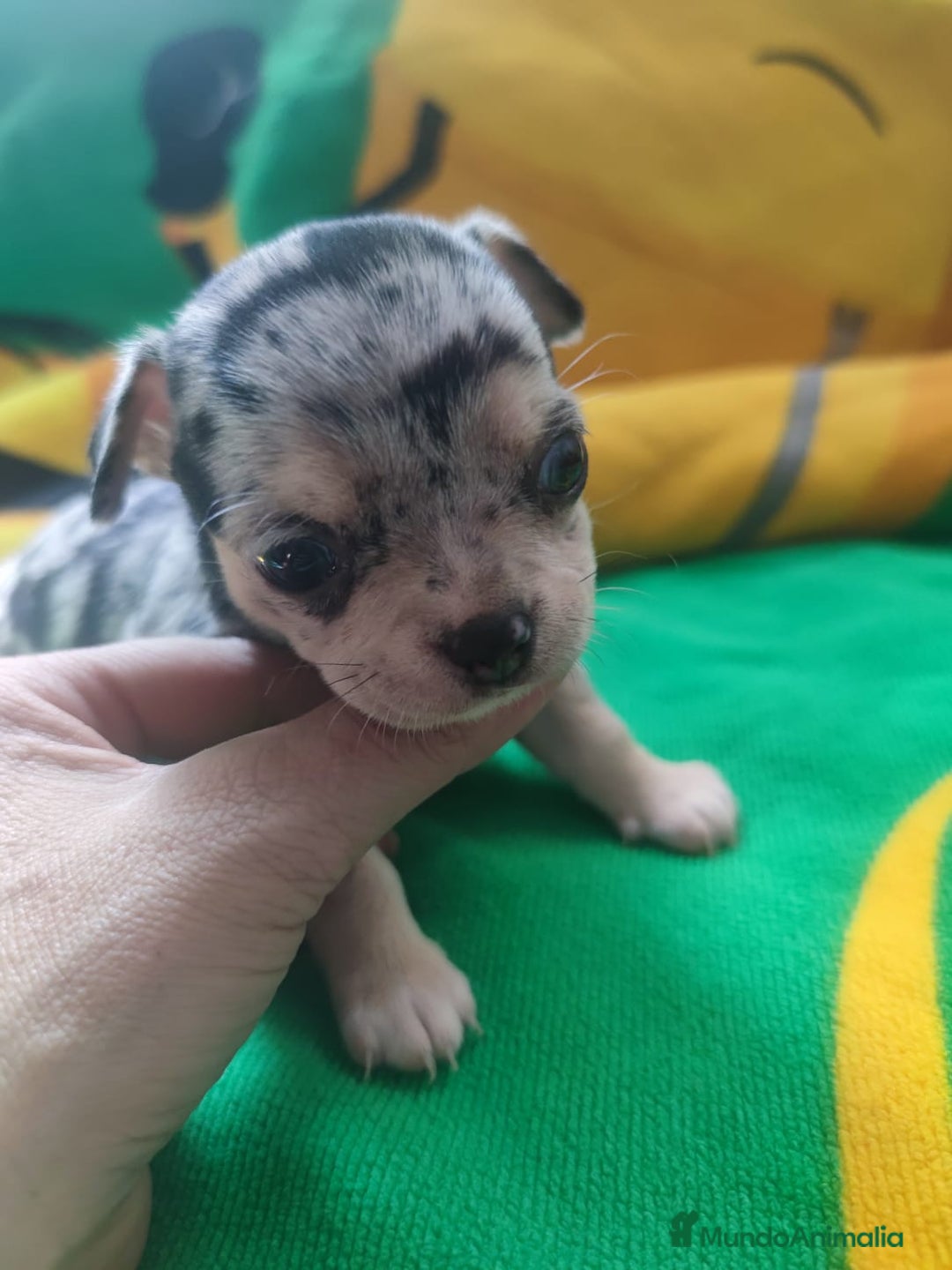 Chihuahua perros en venta: Chihuahua hembra Toy  - Imagen 1