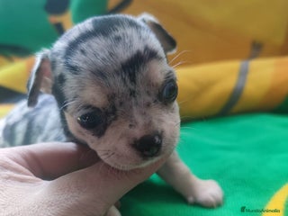 Chihuahua perros - Anuncio 40