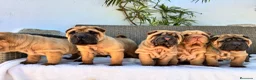 Shar Pei perros en venta: Los mejores bebé shar pei  - Anuncio 3