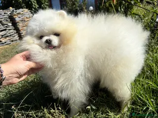 Pomerania perros Pomerania osito hembra !!!!! - Anuncio 3