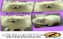Pomerania perros en venta: Macho pomerania crema  - Imagen 4