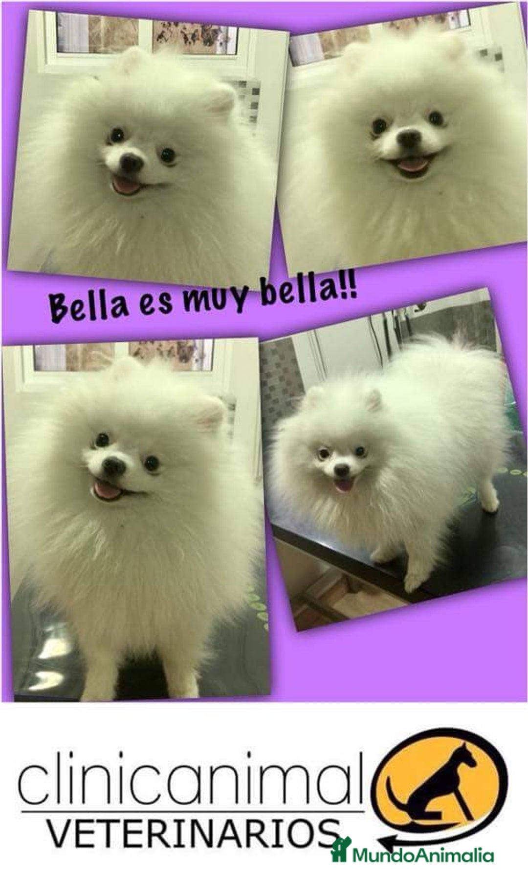 Pomerania perros en venta: Macho pomerania crema  - Imagen 4