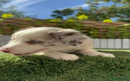 Border Collie perros en venta: BORDER COLLIE HEMBRA RED MERLE - Imagen 4