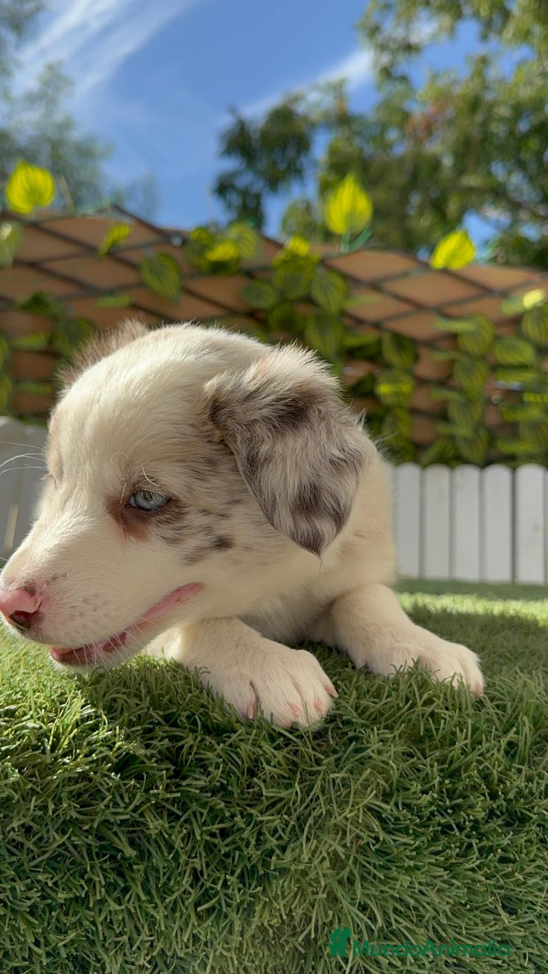 Border Collie perros en venta: BORDER COLLIE HEMBRA RED MERLE - Imagen 4