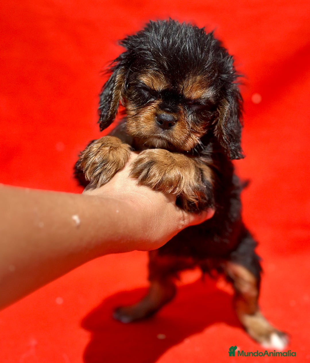 Cavalier King Charles Spaniel perros en venta: CAVALIER RUBI Y TAN DISPONIBLE - Imagen 5
