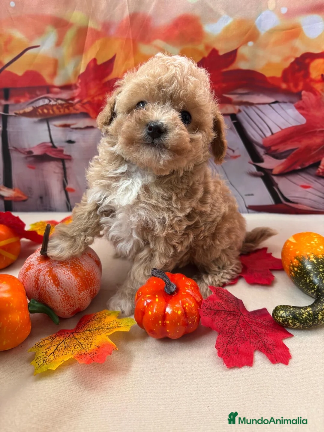 Maltipoo perros en venta: Maltipoo Mini Toy Macho Disponible. - Anuncio 2
