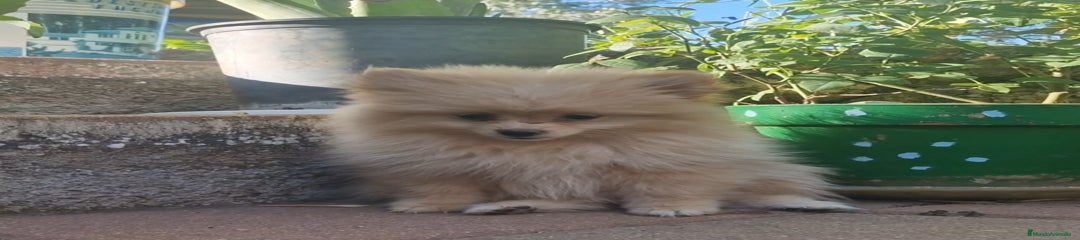 Pomerania Cachorro 1