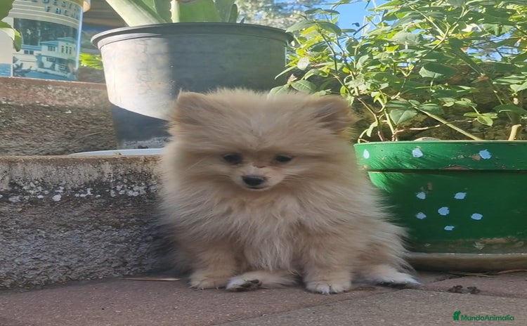 Pomerania perros - Propaganda 5