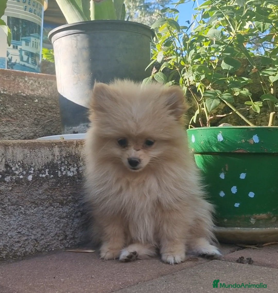 Pomerania perros en venta: Pomerania 50% línea rusa - Imagen 1