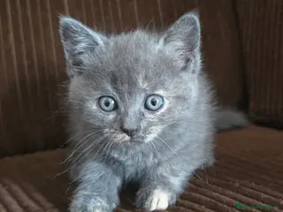 Británico de Pelo Corto gatos Gatcot.com - Anuncio 1