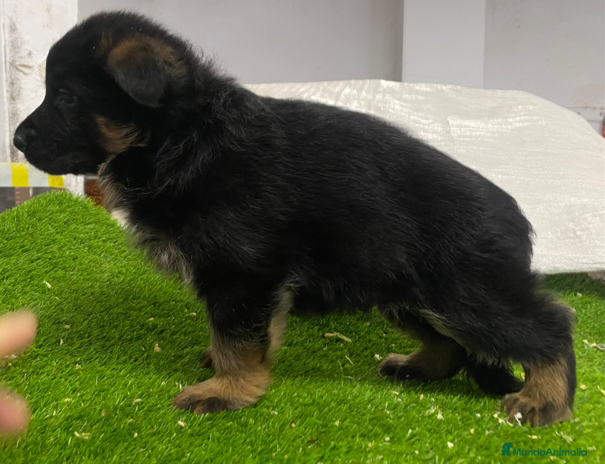 Pastor Alemán perros Cachorros de pastor alemán  - Anuncio 1