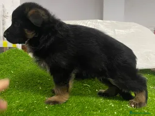 Pastor Alemán perros Cachorros de pastor alemán - Anuncio 18