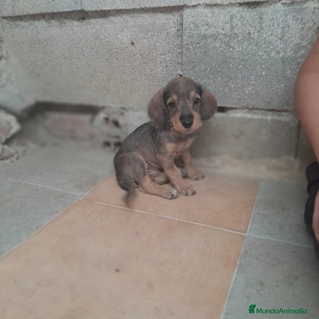 Teckel Miniatura perros en venta: TECKEL MINIATURA - Imagen 2