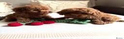 Caniche Toy perros en venta: Caniche Toy excelentes ejemplares!!! - Anuncio 4